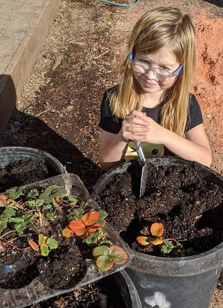 Strawberry Propagation - Rejuvenating and expanding your strawberry plants